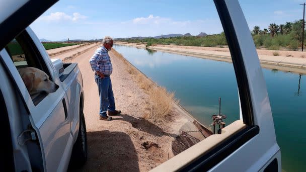 PHOTO: Paul 'Paco' Ollerton and his dog, Aggie, look toward the canal system that delivers Colorado River water to his farm near Casa Grande, Ariz., July 20, 2021.  (Felicia Fonseca/AP)