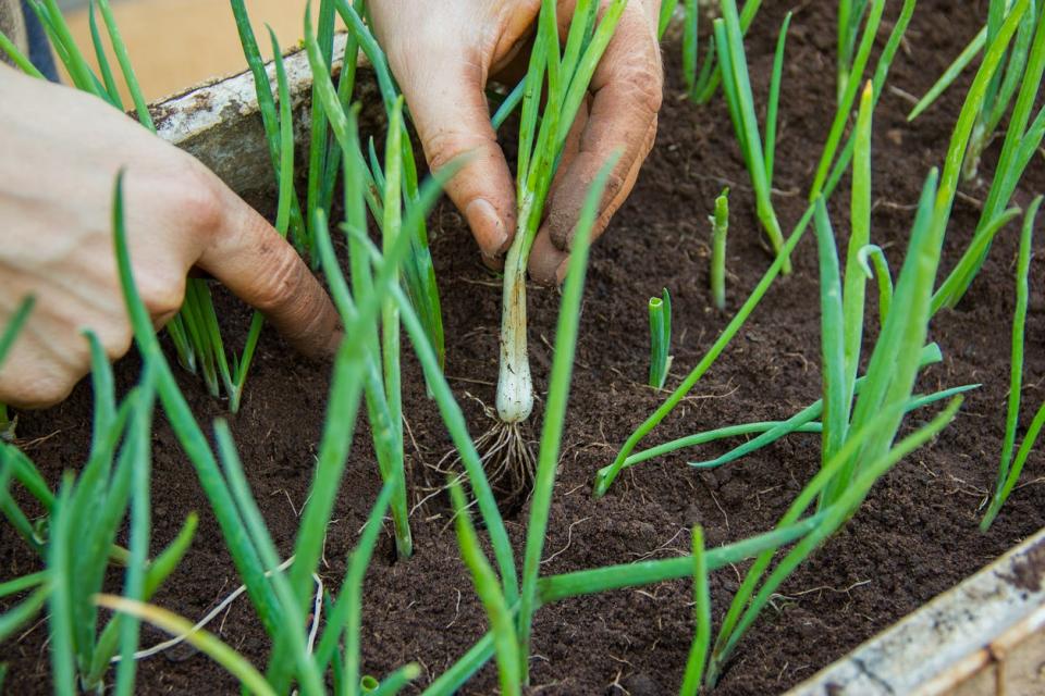 Planting green onions in the soil