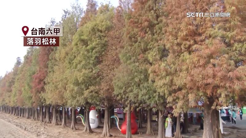 台南六甲整排落羽松多達2千棵樹，拍起來秋冬感十足。