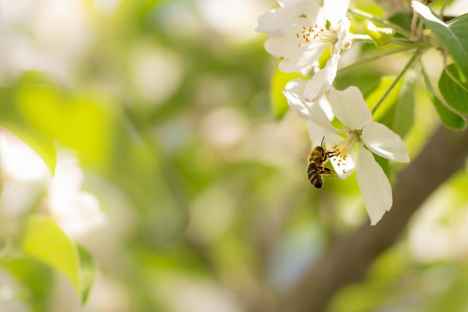 To Seneca, the poetry writing process was akin to a bee making honey. <a href="https://www.gettyimages.co.uk/detail/photo/honey-bee-is-collecting-pollen-on-a-beautiful-royalty-free-image/1125283046?adppopup=true" rel="nofollow noopener" target="_blank" data-ylk="slk:K_Thalhofer/iStock via Getty Images;elm:context_link;itc:0;sec:content-canvas" class="link ">K_Thalhofer/iStock via Getty Images</a>