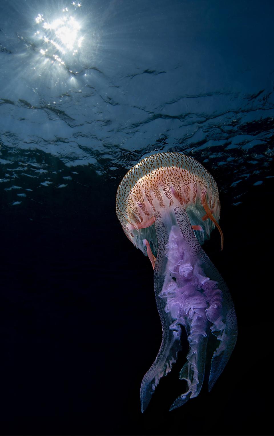 Jellyfish (Pelagia nocticula) in Noli, Italy.