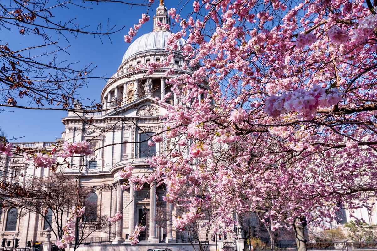 Blossom in bloom in front of London’s St Paul’s Cathedral (Getty Images/iStockphoto)