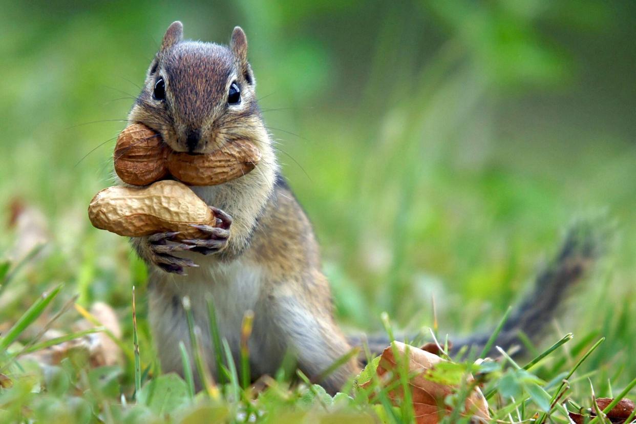 a chipmunk with peanuts in it's mouth