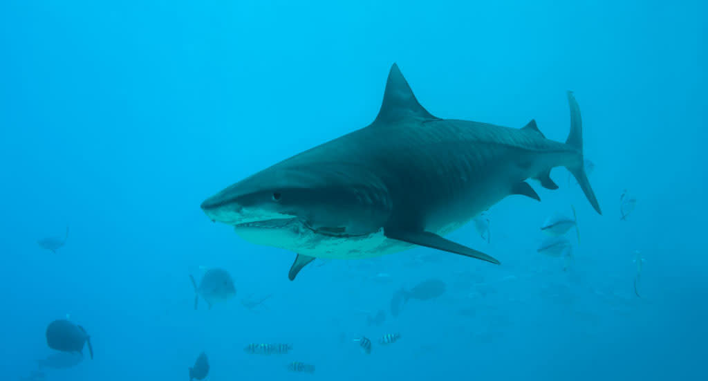 Tiger sharks are eating our songbirds (Getty)