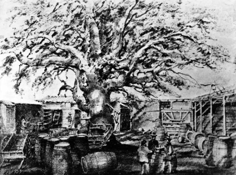 A 19th century drawing by Edward Vischer of the ancient sycamore tree known as El Aliso.