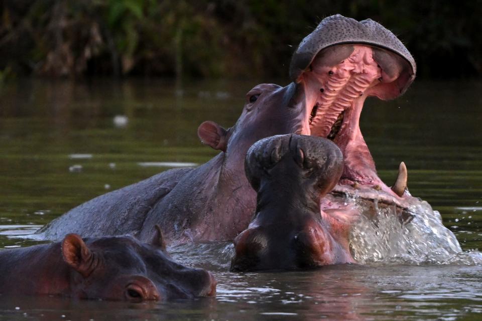 Hippos -- descendants from a small herd introduced by drug kingpin Pablo Escobar -- are seen in the wild in a lake near the Hacienda Napoles theme park, once the private zoo of Escobar, in Doradal, Antioquia Department, Colombia, on April 19, 2023.  / Credit: RAUL ARBOLEDA/AFP via Getty Images