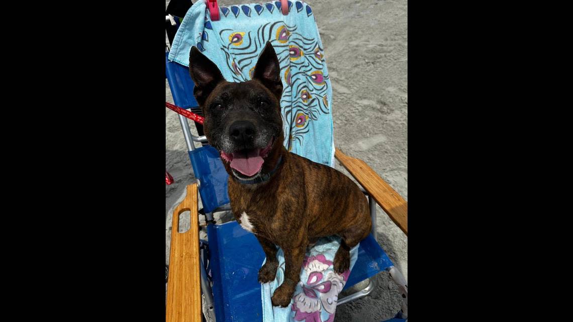The 7-year-old dog is “still very much young at heart” and loves spending time on the coast.