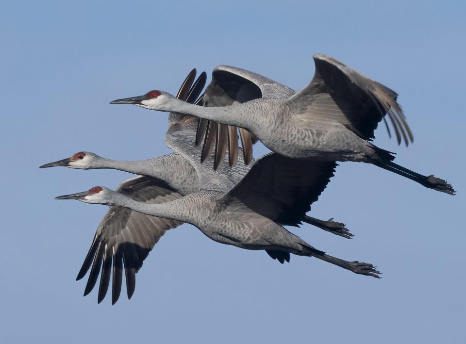 A trio of sandhill cranes are seen in flight in November 2021 at Jasper Pulaski Fish and Wildlife Area in Indiana. The birds migrate through Indiana in the spring and fall and while they can be hunted in some other states, it is illegal to hunt them in Indiana.