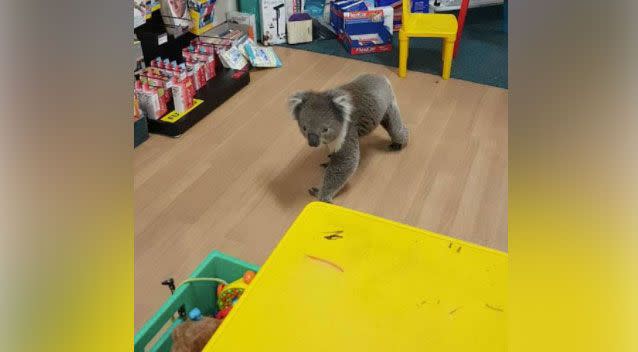 Delighted shoppers snapped some photos of the visitor. Photo: Facebook/ Tocumwal Chemist