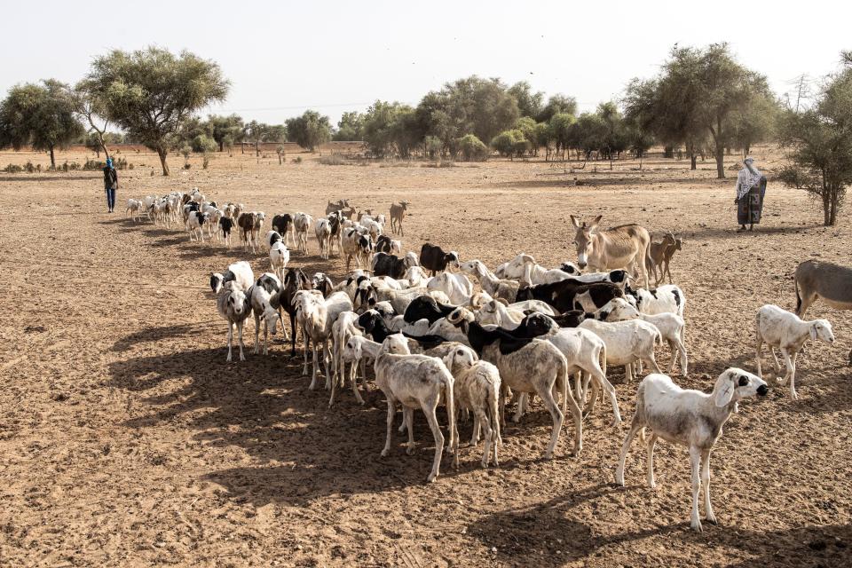 Photo of a line of sheep looking for their Shepherd in Senegal.