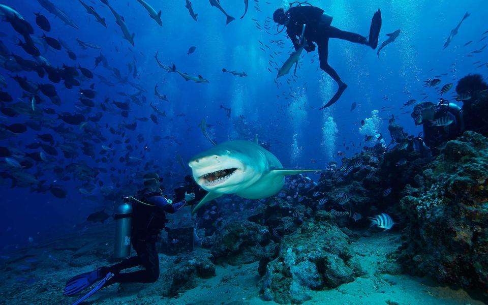 <p>Here, you can swim with eight different species of sharks—Blacktip Reef, Whitetip Reef, Grey Reef, Silvertip, Tawny Nurse, Sicklefin Lemon, Bull, and Tiger. Plus, you’ll be surrounded by over 300 types of fish. <a rel="nofollow noopener" href="http://www.aquatrek.com/" target="_blank" data-ylk="slk:Aqua-Trek;elm:context_link;itc:0;sec:content-canvas" class="link ">Aqua-Trek</a> organizes shark diving at Lake Reef, which has a large shark population and excellent opportunities to see the elusive Tiger shark. Stay at nearby <a rel="nofollow noopener" href="https://nanuku.aubergeresorts.com/" target="_blank" data-ylk="slk:Nanuku Fiji resort;elm:context_link;itc:0;sec:content-canvas" class="link ">Nanuku Fiji resort</a>, which is a short distance away and the ideal spot to base your Fiji adventure.</p>