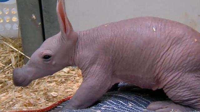 Baby Aardvark Is This Zoo's Newest — and Cutest — Animal Sensation