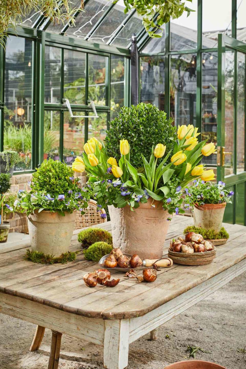 Tulip and Boxwood Containers