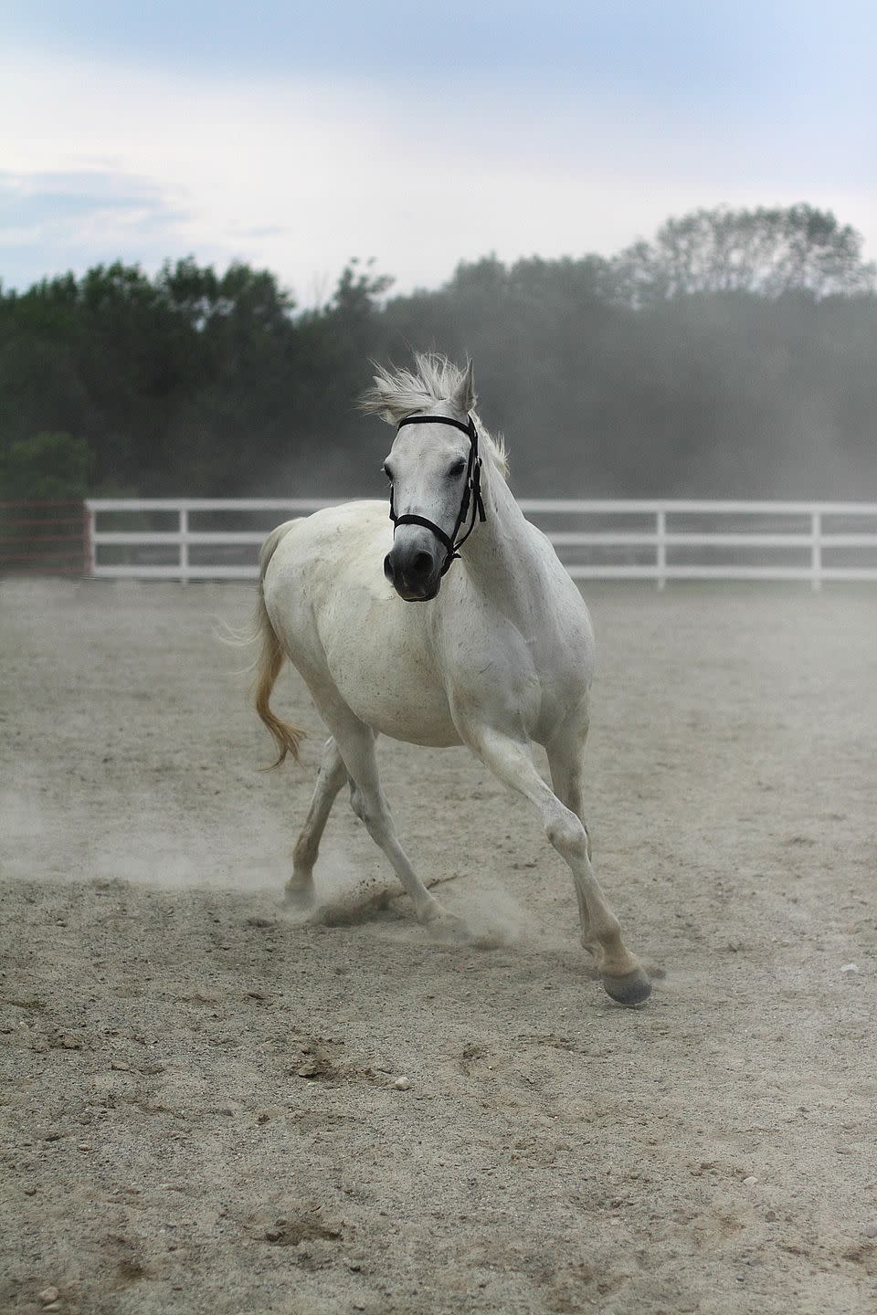 white arabian horse