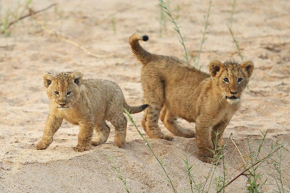 Lion cubs play on the banks of the Makhutswi River at sunrise in the Edeni Game Reserve near Kruger National Park in South Africa.