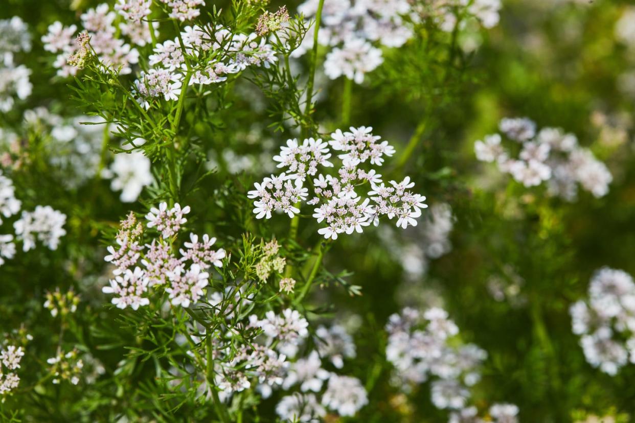 plants that repel bugs cilantro