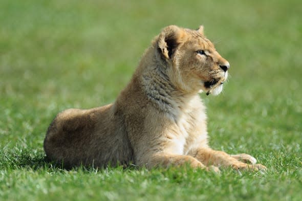 African Lion cubs at West Midlands Safari Park