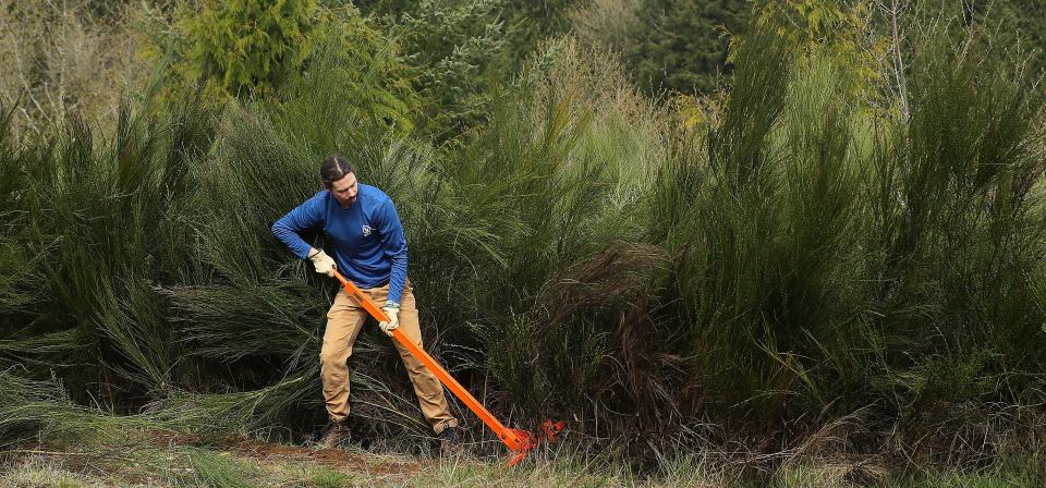 Cody Pulich, an SEA intern with NAVFAC, uses a weed wrench to pull invasive scotch broom out of the ground at Newberry Woods Community Forest in Silverdale on April 21.