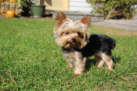 Tiny Lucy, Smallest Working Dog