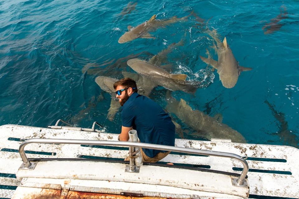 A pool of sharks hover near Forrest Galante in 2019 at Tiger Beach in the Bahamas.