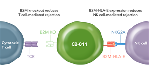 CB-011 is engineered to improve persistence of antitumor response through an immune cloaking genome-editing approach that removes the B2M protein and inserts a B2M–HLA-E fusion protein.