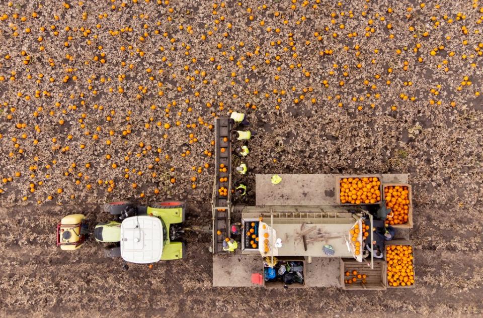 Workers harvest a field of pumpkins at Oakley Farms near Wisbech in Cambridgeshire, which supplies British supermarkets, including Tesco (Joe Giddens/PA) (PA Wire)