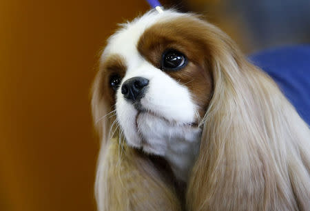 Money Penny, a King Charles Cavalier Spaniel, waits in the benching area before judging on day one of competition at the139th Westminster Kennel Club's Dog Show in the Manhattan borough of New York February 16, 2015. REUTERS/Mike Segar