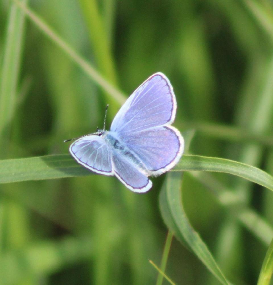 Wisconsin is home to the world’s largest population of Karner blue butterflies,
which are federally endangered and lay their eggs on wild lupine, a native
plant.