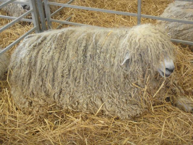 Lincoln Longwool Sheep Breeders Association