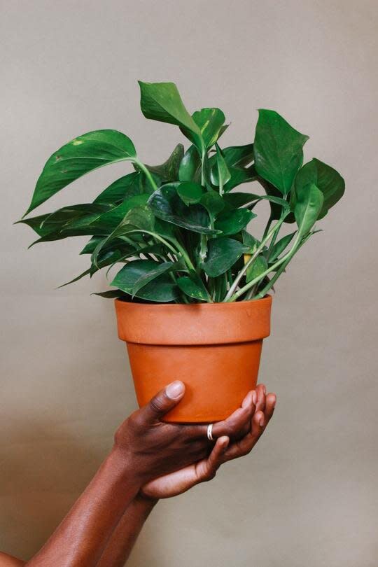 Grounded Golden Pothos