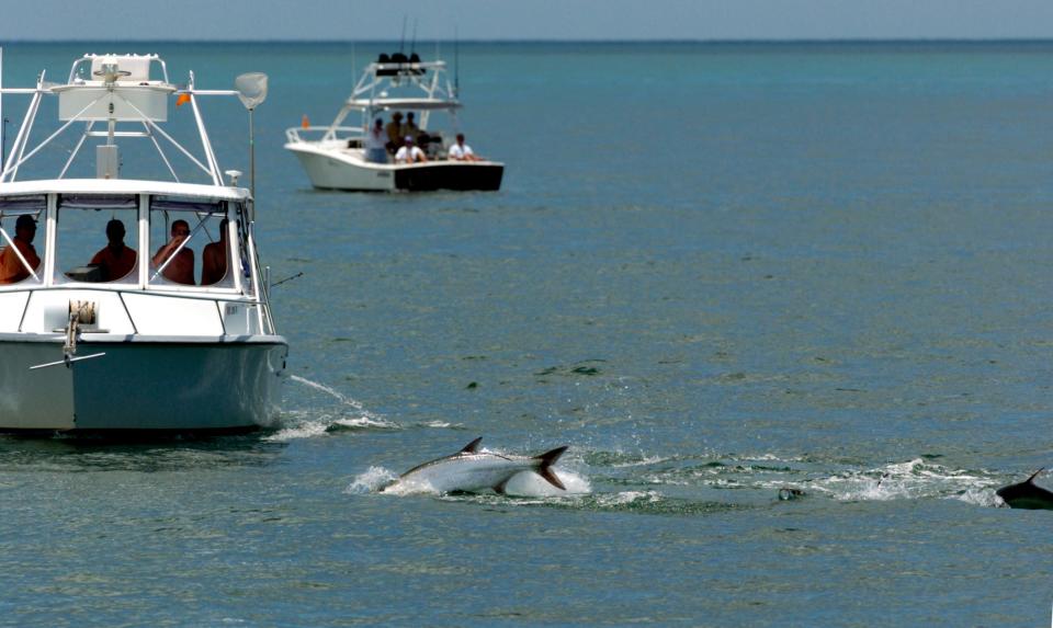 All indications are it has been a banner year for tarpon fishing, not only in numbers but in above average size. HERALD-TRIBUNE FILE PHOTO