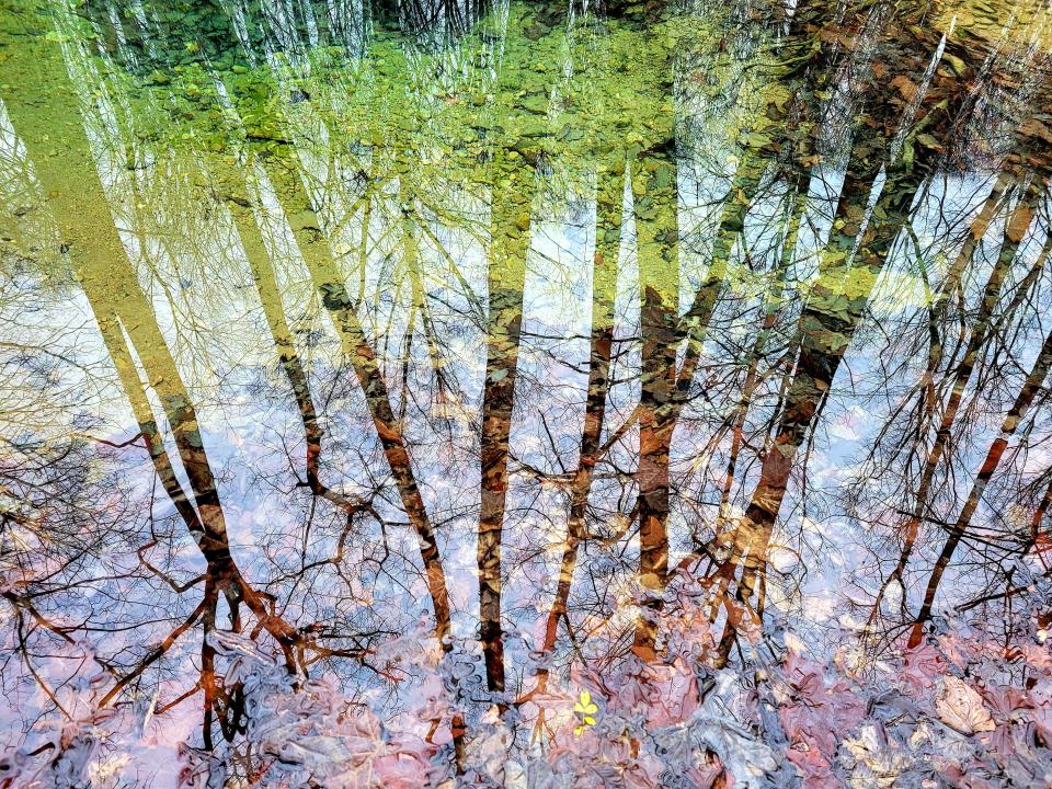 Reflections of trees is one of the photographs by Kriste Lindberg that will be on display as part of the "Climate Shock" exhibit at the John Waldron Arts Center.