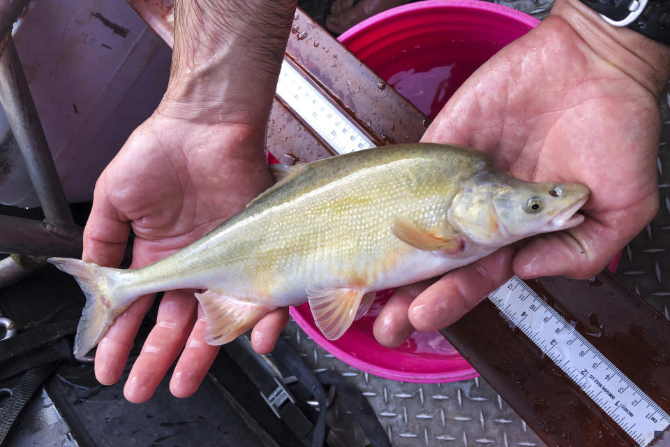 In this July 7, 2020 image provided by the National Park Service, an adult chub is held on the Colorado River near Shinumo Creek, in Grand Canyon National Park in Arizona. Low water levels upstream at Lake Powell pose a new risk for the ancient fish. (Brian Healy/National Park Service via AP)