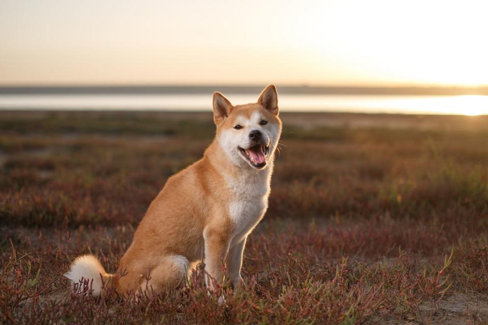 shiba inu red dog sitting outdoors during sunset smallest dog breeds