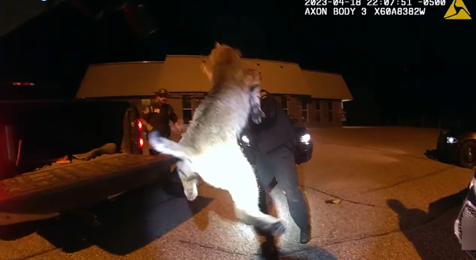 The bobcat goes airborne after rescuers free it from the car.