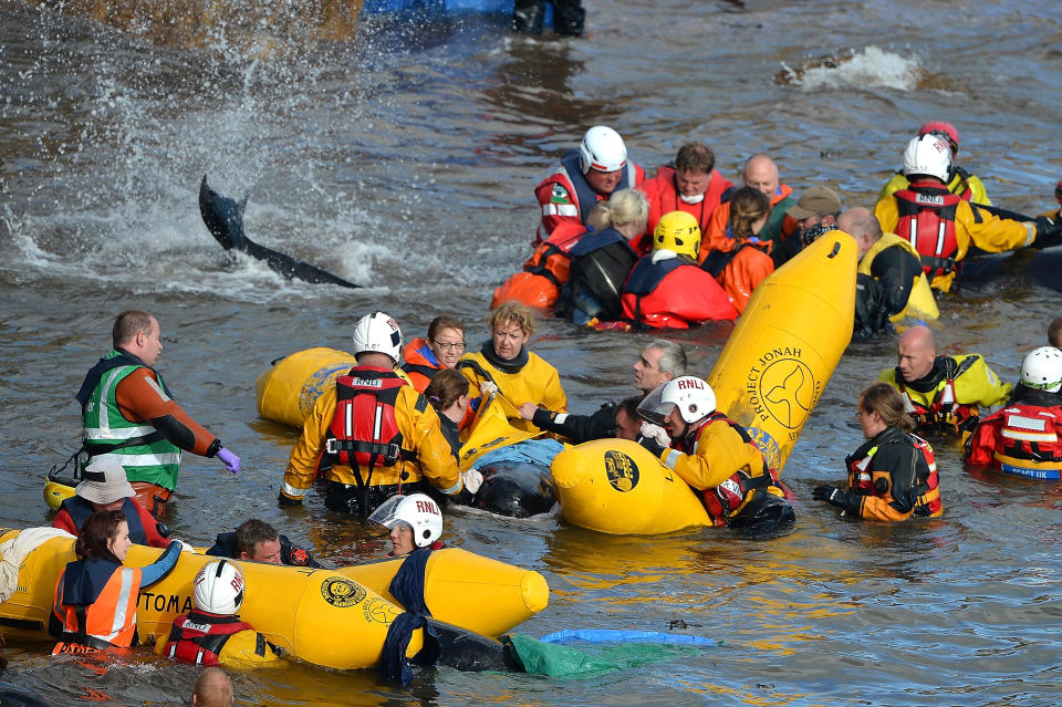 PITENWEEM, SCOTLAND - SEPTEMBER 02: Emergency services attempt to rescue a large number of pilot whales who have beached on September 2, 2012 in Pittenweem, near St Andrews, Scotland. A number of whales have died after being stranded on the east coast of Scotland between Anstruther and Pittenweem. (Photo by Jeff J Mitchell/Getty Images)