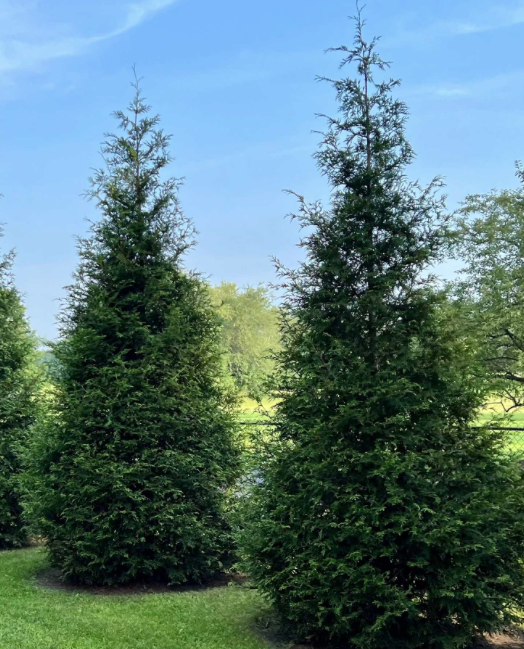 <p><a href="https://go.redirectingat.com?id=74968X1596630&url=https%3A%2F%2Fwww.thesill.com%2Fproducts%2Fthuja-green-giant&sref=https%3A%2F%2F" rel="nofollow noopener" target="_blank" data-ylk="slk:Shop Now;elm:context_link;itc:0;sec:content-canvas" class="link ">Shop Now</a></p><p>Thuja Green Giant</p><p>The Sill</p><p>$20.00</p>