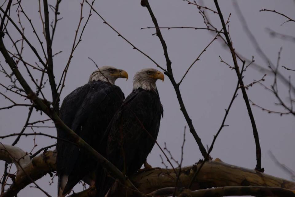 A pair of nesting bald eagles sits on a tree at Audubon Center at Riverlands March 26, 2024. Eagles are found along the Mississippi flyway throughout the year, but appear in spades around winter, when they go to the river to breed.