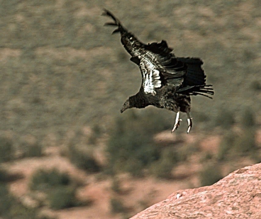 FILE – A juvenile California Condor tries out his new freedom with a short flight over the Vermilion Cliffs in Northern Arizona. The California condor suffered from lead poisonings, shootings and interactions with humans since being introduced in southern Utah and northern Arizona in the mid-1990s, with little more than half of those released into the wild still alive. (AP Photo/Jeff Robbins, File)