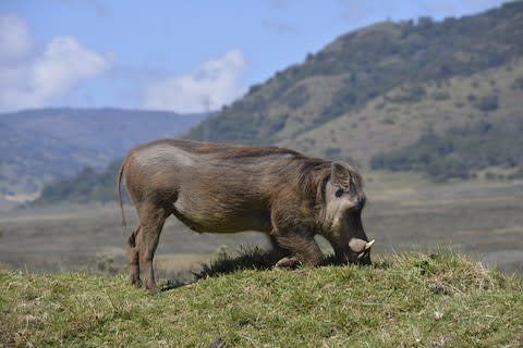 A warthog grazes in the Bale Mountains - Credit: Hattie Lamb