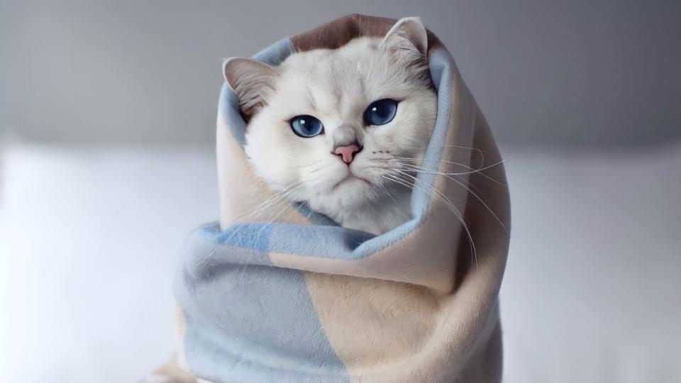 Cat wrapped in a blanket