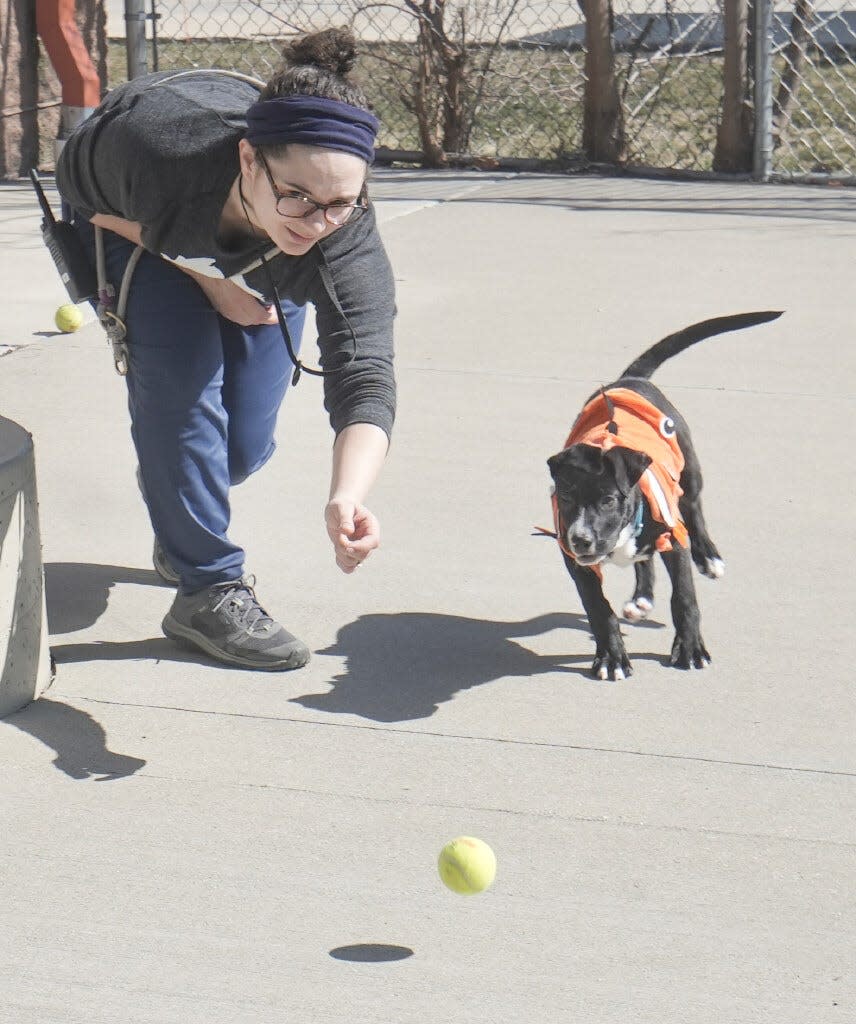 Groot and Gabbi McCabe play Monday, March 11, 2024, at the Milwaukee Area Domestic Animal Control Commission located at 3839 W. Burnham Street West, Milwaukee. Groot is one of the many dogs that need loving homes. He is playful 3-month-old.