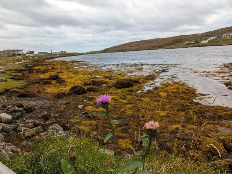 Thistles, the national flower of Scotland, on a beach in Barra. - Copyright: Mikhaila Friel/Insider