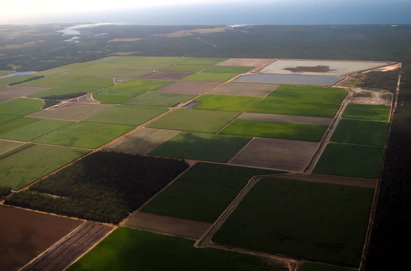 FILE PHOTO: Sugar cane and other crops can be seen on farms near the town of Bundaberg in Queensland, Australia