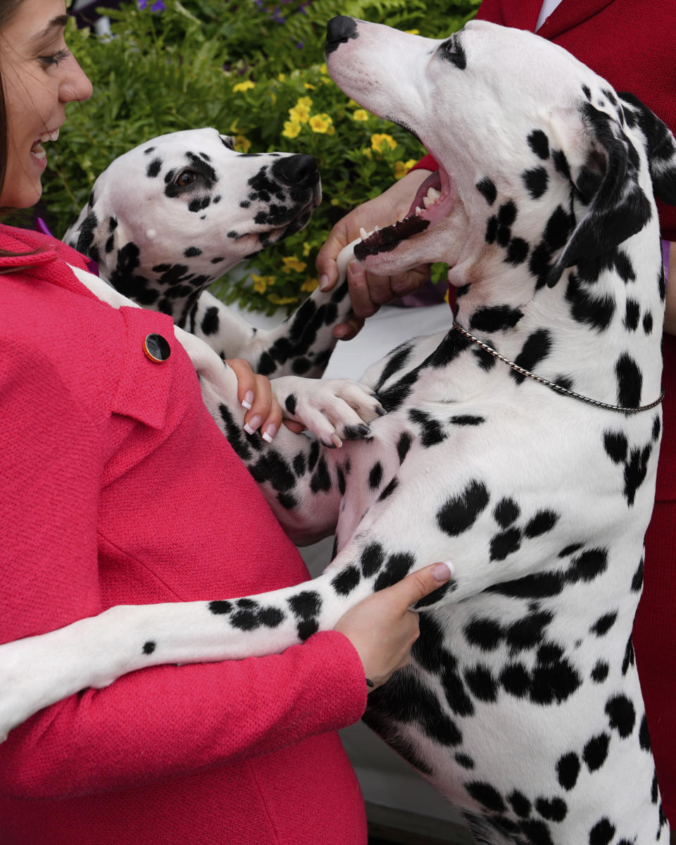 Dalmatians wait to compete in breed group judging at the 148th Westminster Kennel Club Dog show, Monday, May 13, 2024, at the USTA Billie Jean King National Tennis Center in New York. (AP Photo/Julia Nikhinson)