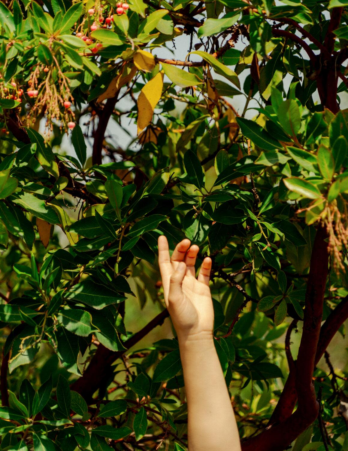 An arm stretching up to touch the leaves of a tree.