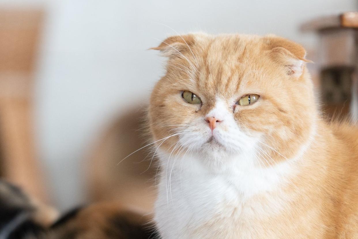 orange cat breeds scottish fold