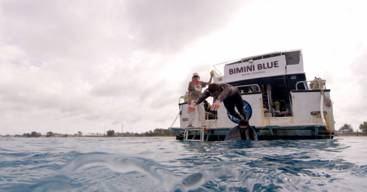 Michael Phelps taucht auf den Bahamas. (Bild: Discovery)