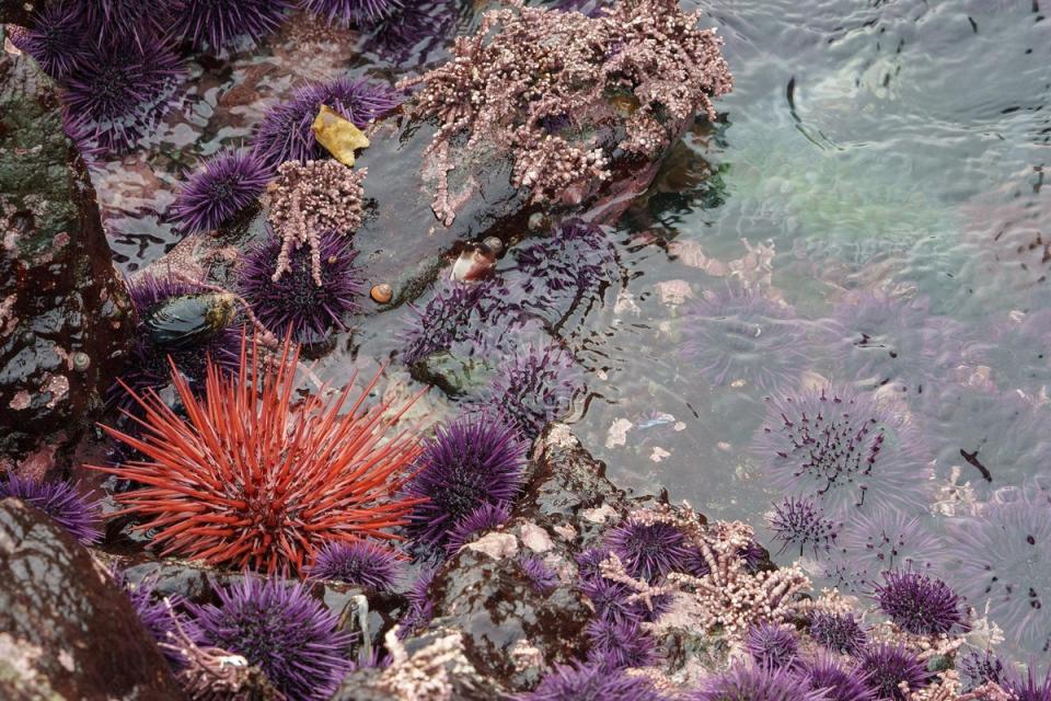 Una misteriosa plaga que mata a los erizos de mar se está propagando de forma acelerada en todo el mundo, según un nuevo estudio publicado en la revista científica 'Current Biology' (Getty)