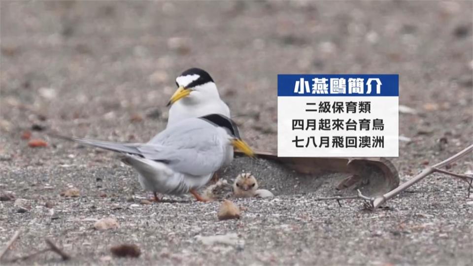 二級保育類動物「小燕鷗」訪台棲息　桃市府辦生態教育活動　培養環保意識